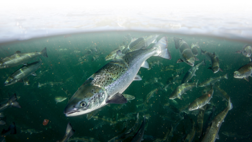 Untapped Potential - Why Growing Canada’s Aquaculture Sector is Key to Achieving a Blue Economy